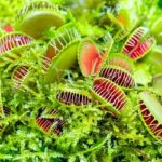 Venus Flytrap : Predator Mikroskopis yang Menyihir Dunia Botani