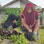 menanam sayur 3